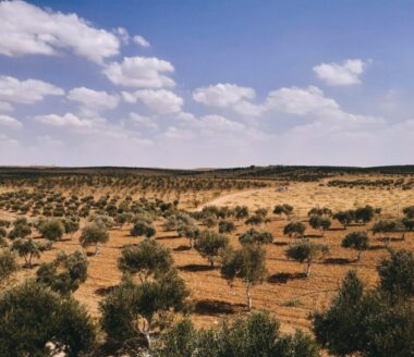 The olive grove awaits the autumn rains to recover from the drought