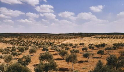 The olive grove awaits the autumn rains to recover from the drought